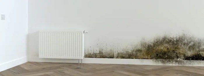 Mold remover